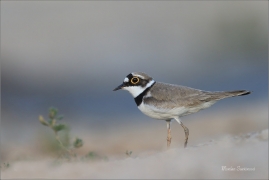 <p>KULÍK ŘÍČNÍ (Charadrius dubius) jižní Morava ---- /Little ringed plover - Flussregenpfeifer/</p>